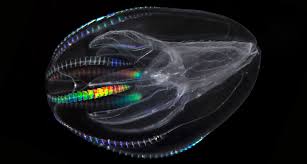 Comb Jelly