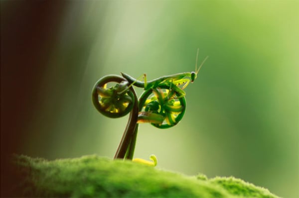 Cycling Mantis