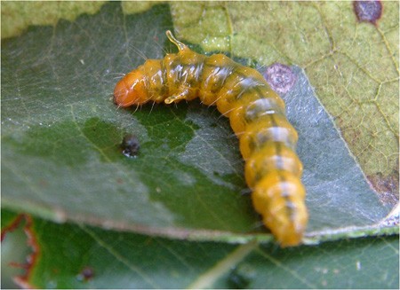 Hopping Caterpillar