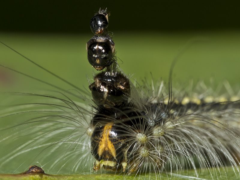 Mad Hatterpillar