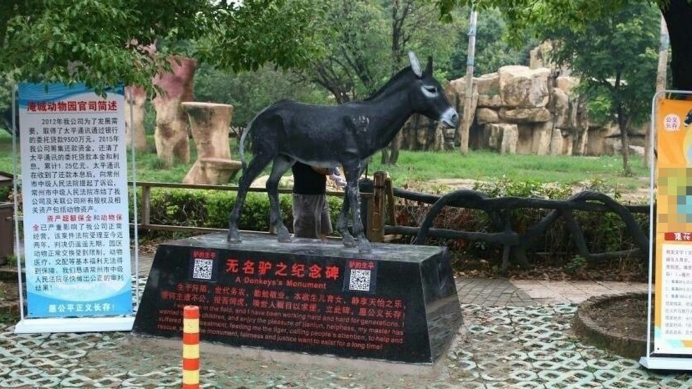 Sacrificed Donkey