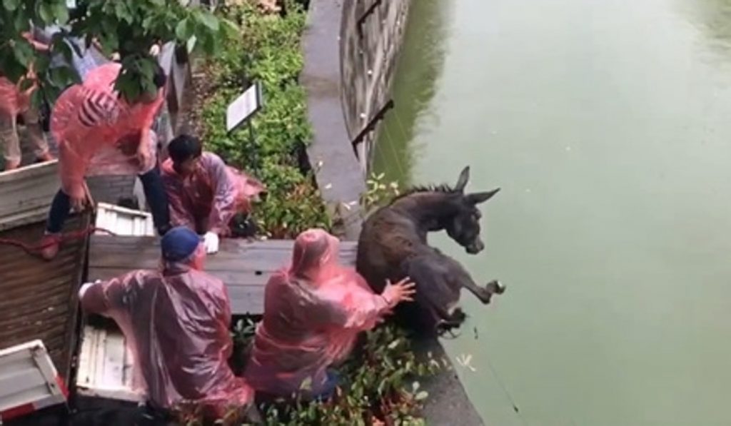 Weird and Wonderful Animal Monuments