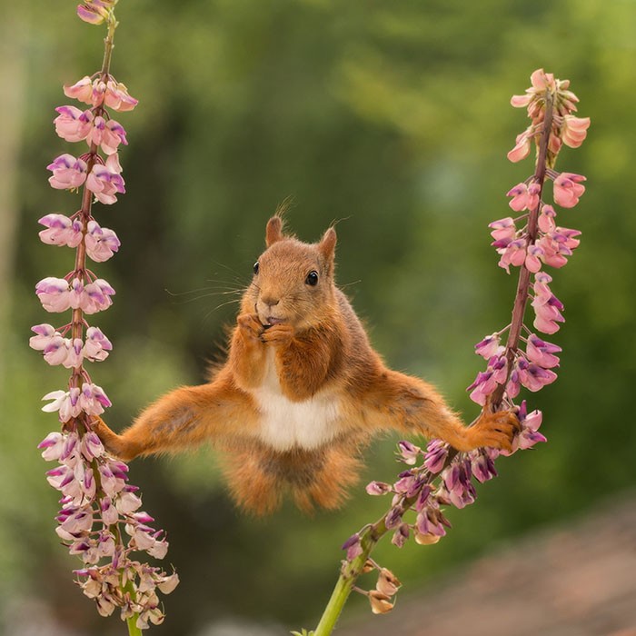 Best Entries for the Comedy Wildlife Photo Awards