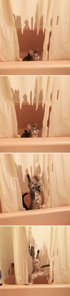 Hilarious Animals Being Perfect Jerks