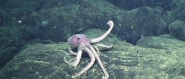 Incredible Facts That Prove Octopuses Are Amazing