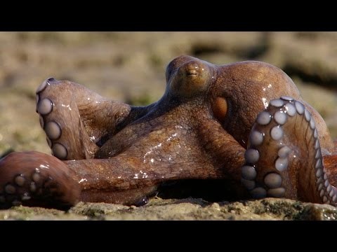 Octopuses
