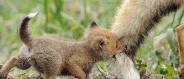 Photos Will Make You Fall In Love with Foxes