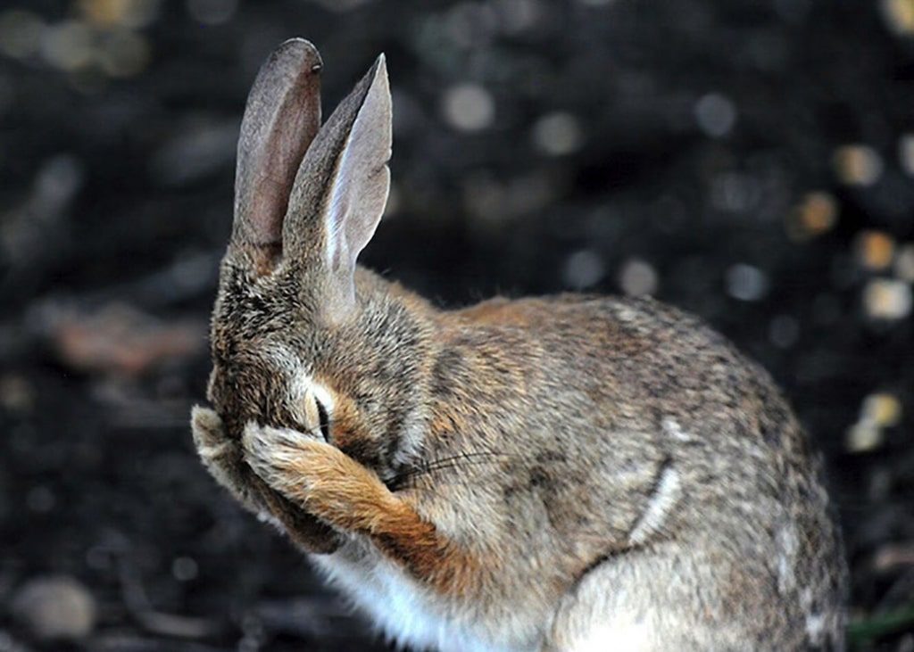 Best Entries for the Comedy Wildlife Photo Awards