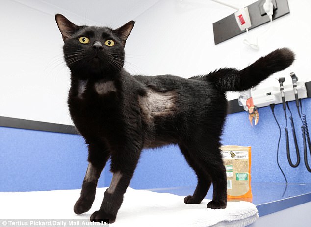Outrageous Stories of Cats’ Lives Saved In Strange Ways