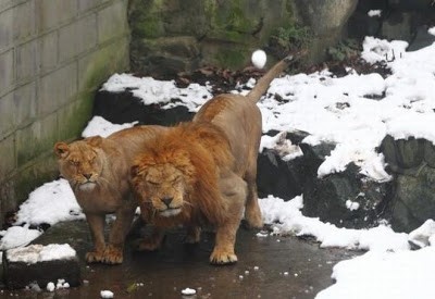 Two Lions