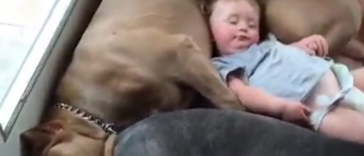 Dogs and Babies