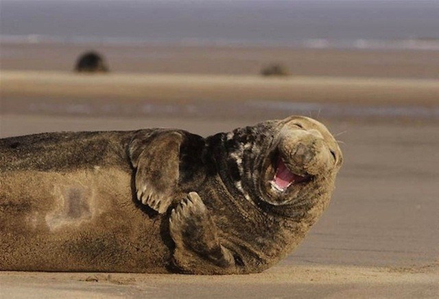 Lolrus
