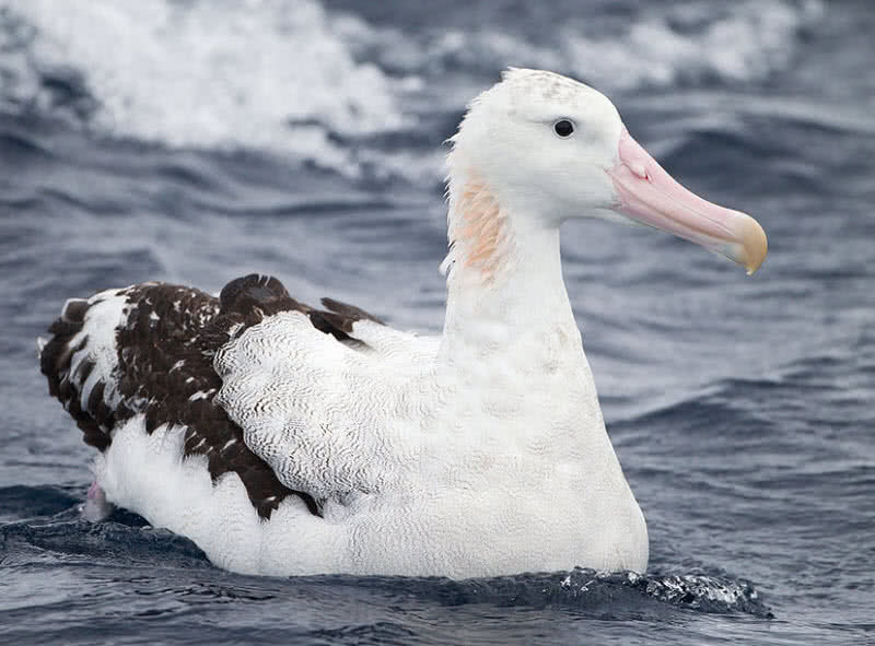 Wandering Albatross