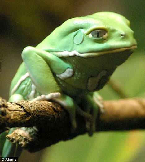 Waxy Monkey Frog