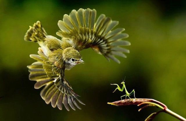 bird