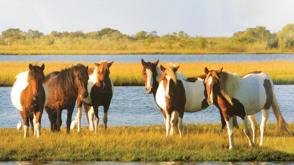 Wild Horses