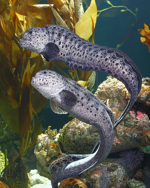 Wolf Eels