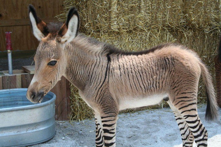 Hybrid Animals That Are Hard To Believe Actually Exist - Love Your Pet