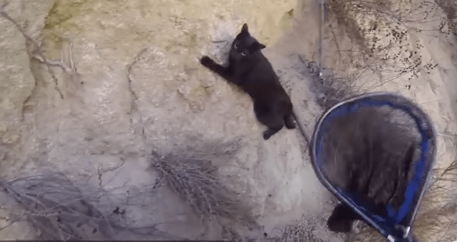 Outrageous Stories of Cats’ Lives Saved In Strange Ways