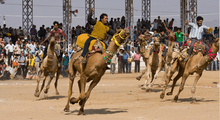 Camel Racing