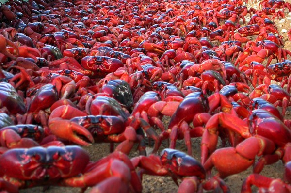 Red Crabs