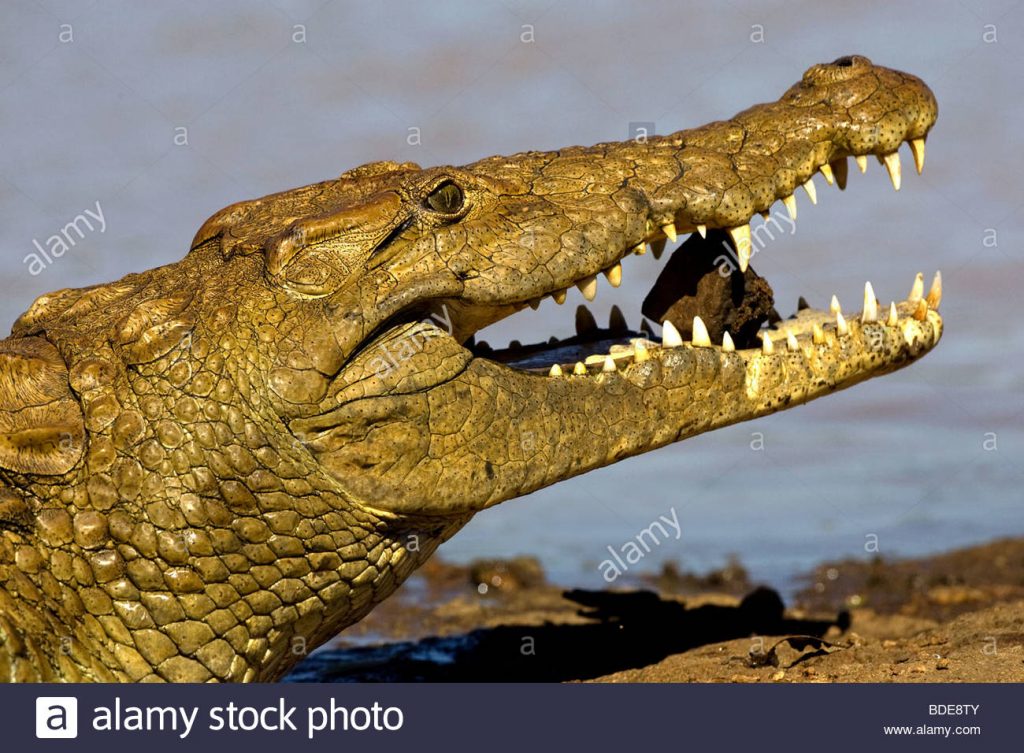 Crocodile
