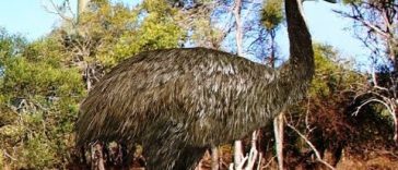 Incredible Cases of Animal Gigantism