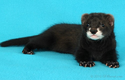 Ferret hybrid