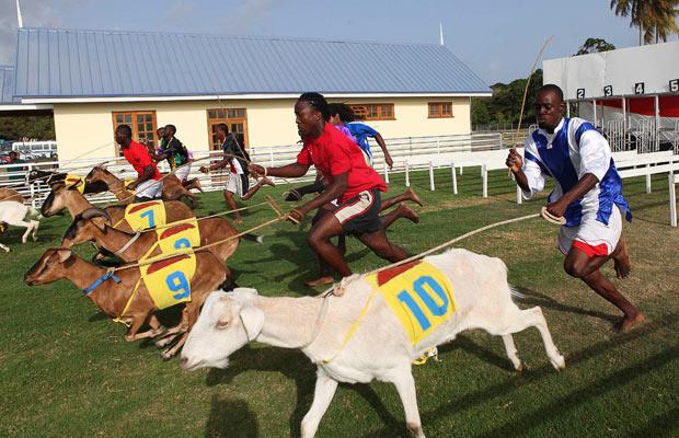 Goat Racing