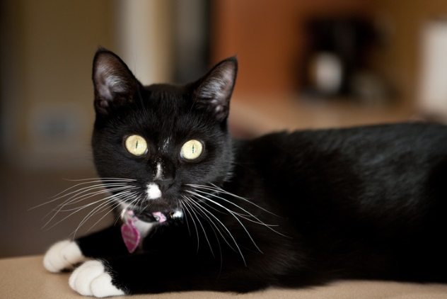 Cases of Animals Saving Humans from Certain Death