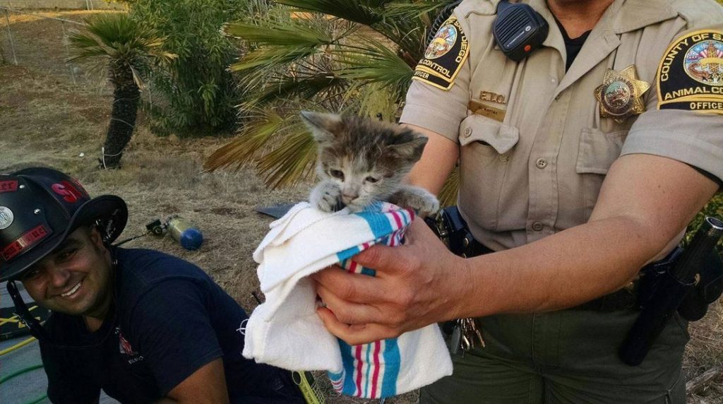 Outrageous Stories of Cats’ Lives Saved In Strange Ways