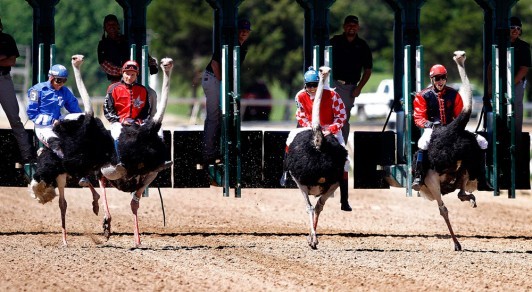 Ostrich Racing
