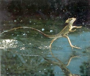 Basilisk lizard