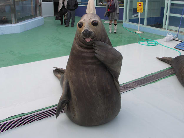Seal