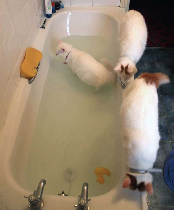 Crazy Cats That Actually Love Water