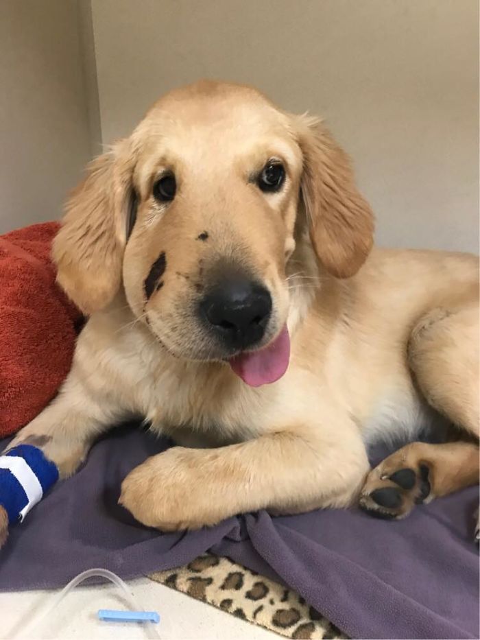 injured dog