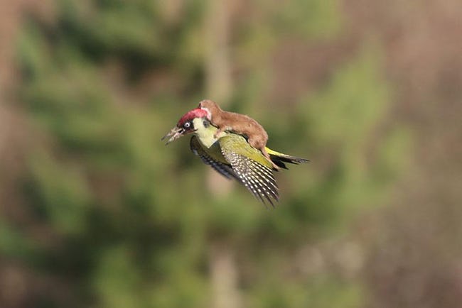 Greatest Pictures of Animals Riding Other Animals