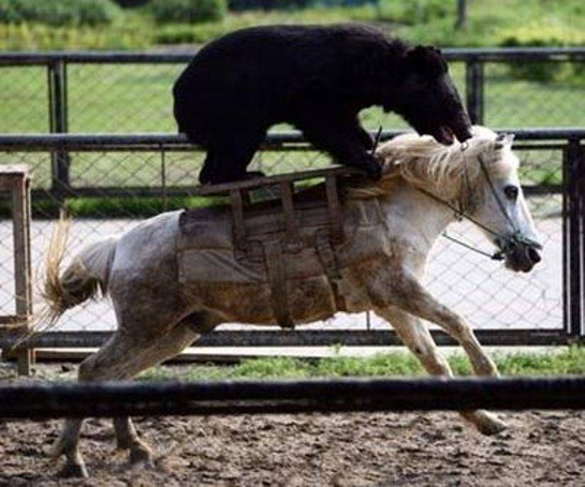 Greatest Pictures of Animals Riding Other Animals