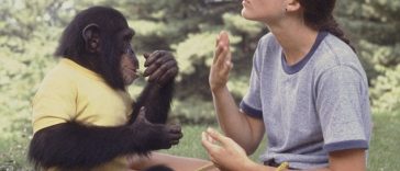 Amazing Displays of Animal Empathy