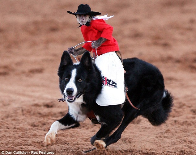 Greatest Pictures of Animals Riding Other Animals