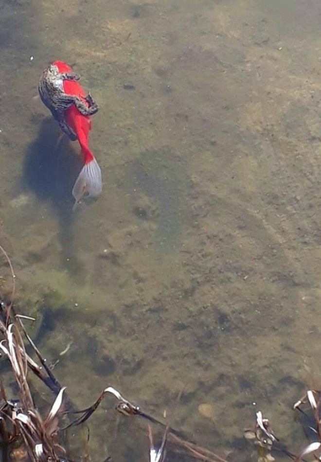 Greatest Pictures of Animals Riding Other Animals