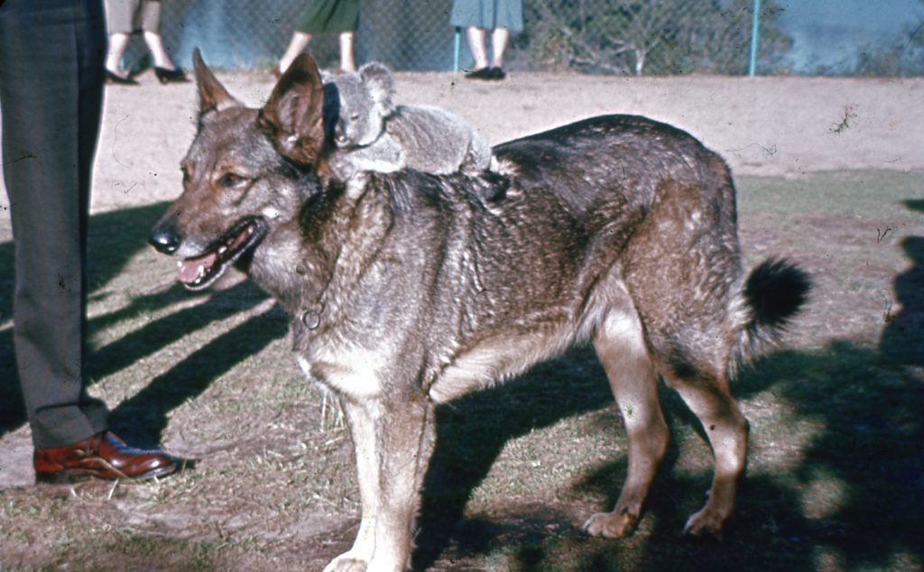 Greatest Pictures of Animals Riding Other Animals