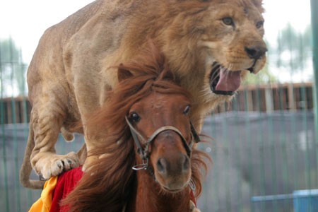 Greatest Pictures of Animals Riding Other Animals