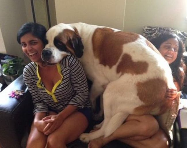 Big Dogs Who Think They're Lap Dogs