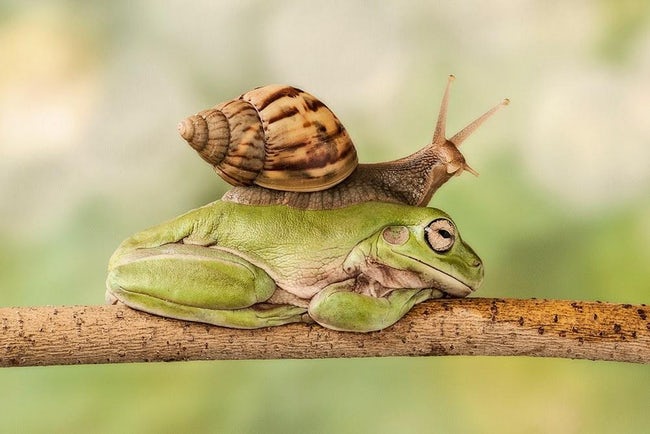 Greatest Pictures of Animals Riding Other Animals