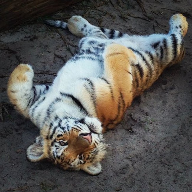 Cute Pictures of Big Cats that prove they are Like House Cats