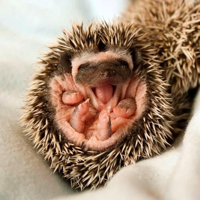 Pictures of Cute Animals Yawning