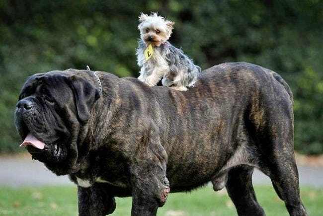 Greatest Pictures of Animals Riding Other Animals