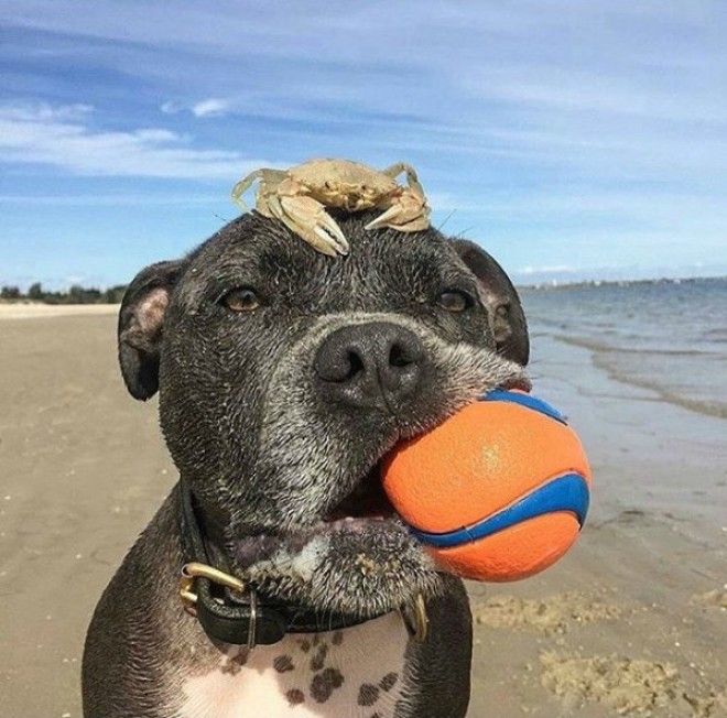 Greatest Pictures of Animals Riding Other Animals