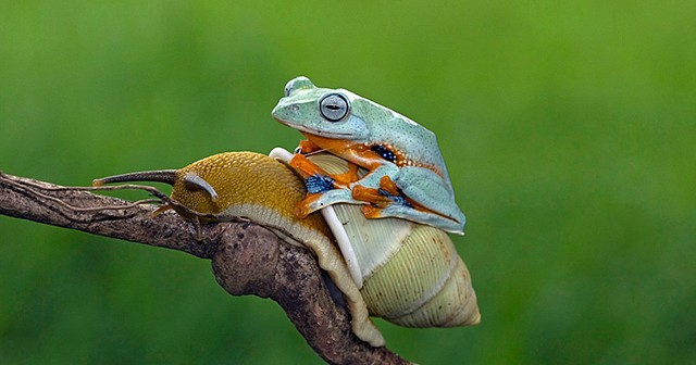 Greatest Pictures of Animals Riding Other Animals